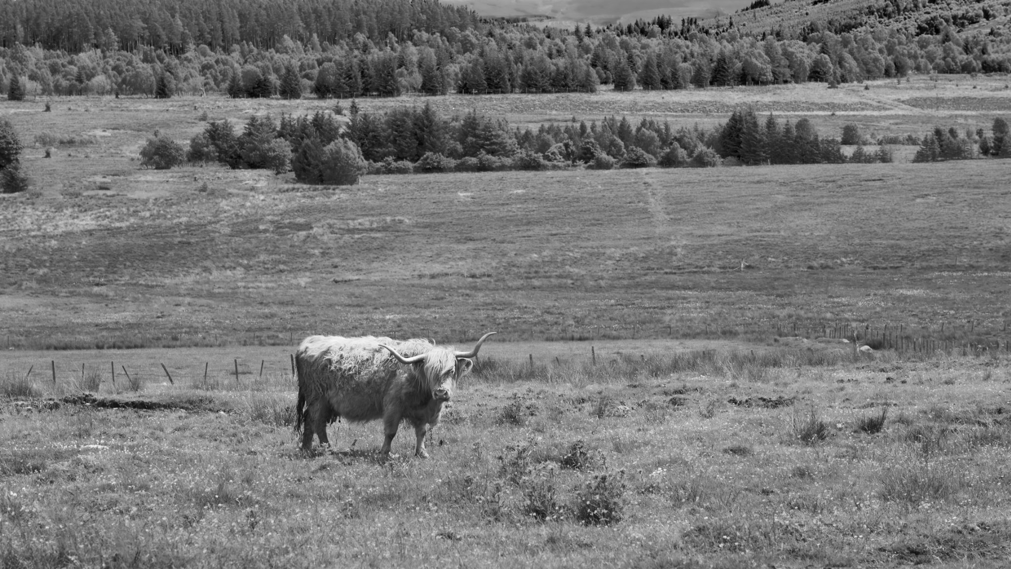 Don't Have a Cow Man